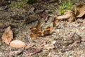 NYMPHALIDAE, Marpesia corinna